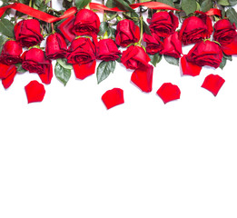 Red fresh roses on white background