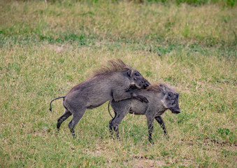 Obraz na płótnie Canvas Two playing Warthogs in the savannah of the Chobe Nationalpark in Botswana