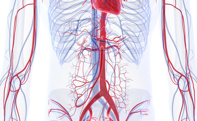 3d rendered medically accurate illustration of the abdominal blood vessels