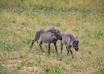 Two playing Warthogs in the savannah of the Chobe Nationalpark in Botswana