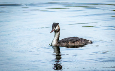 Great Crested Grebe in the water