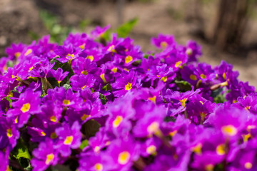 purple flowers