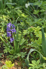 Purple hyacinth in the garden on a blurred background