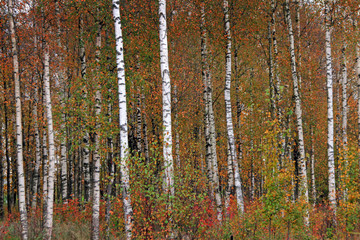 Panele Szklane  Brzozy w żółtym jesiennym lesie brzozowym w październiku wśród innych brzozowych gajów