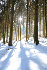 The Light Always Shines Through