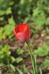 Obraz premium red tulip on green background of grass