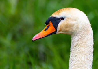 Close up of a mute swan laying in the grass near a pond in southern Germany