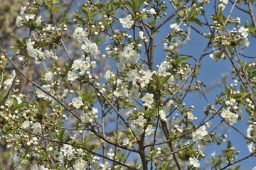 apple tree blossom
