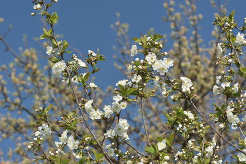 white flowers of apple tree in spring