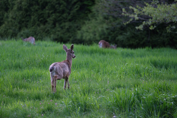 Deers in UVic
