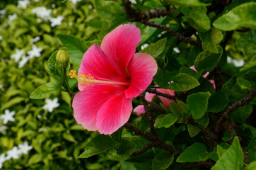 Beautiful flowers in the garden Blooming in the summer.Landscaped Formal Garden