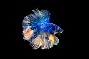The moving moment beautiful of blue siamese betta fish or fancy betta splendens fighting fish in...