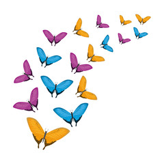 group of beautiful butterflies flying