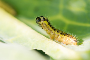 Caterpillars eat cabbage leaves in summer