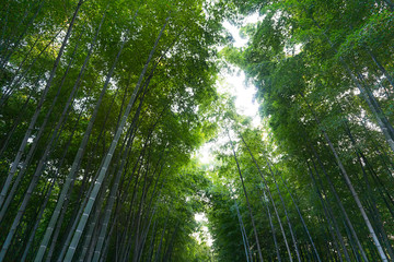 Fototapeta na wymiar Bamboo forest, Hangzhou Zhejiang, China