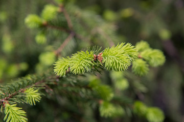 New fresh blossoming buds with needles on spruce branches in the spring