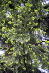 New fresh blossoming buds with needles on spruce branches in the spring