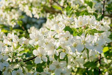 Branches of apple-tree with white flowers against a blue spring sky