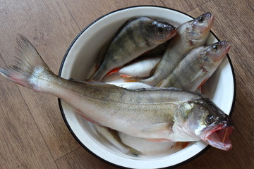 fresh caught fish