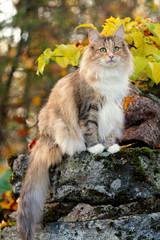 Naklejka na ściany i meble A norwegian forest cat female sitting on a stone in colorful autumn day