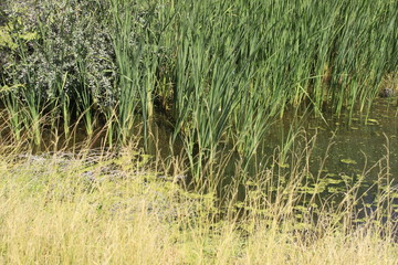 grass in the field