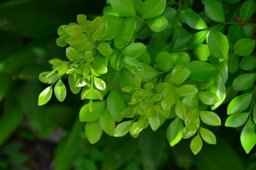 Green leaves are used as background images.
