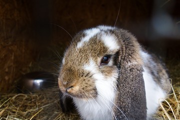 Closeup of a cute rabbit inside a playpen
