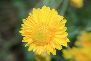 Fototapeta premium closeup of yellow flower