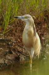 Airone Sgarza ciuffetto (Ardeola ralloides), ritratto nella palude