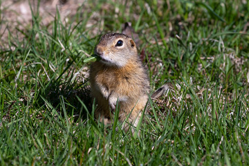 Naklejka na ściany i meble Thirteen-lined ground squirrel feeding on prairie grasses and flowers