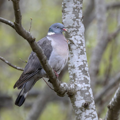 woodpigeon in the tree on spring day