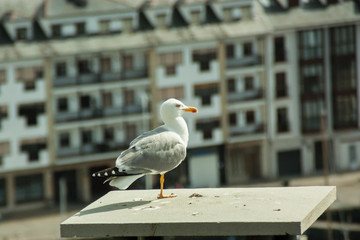 macro of seagull perched on stone railing