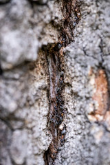 Ants on a tree
