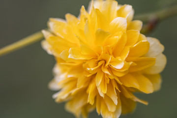 Yellow flower on green background