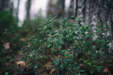 forest plants. blueberry bush in the forest