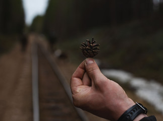 fir cone on the palm in the forest