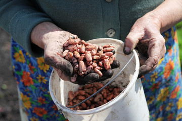 Old woman's hands with haricot before planting in the ground.