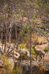 two mountain dear with rocks