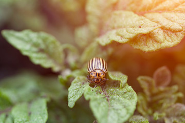 Colorado potato beetle on green potato leaves. With instagram style filter