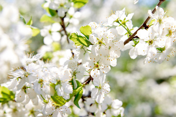 The branches of a blossoming tree. Cherry tree in white flowers.