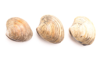 Clams on a White Background