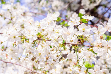 Cherry blossoms tree background