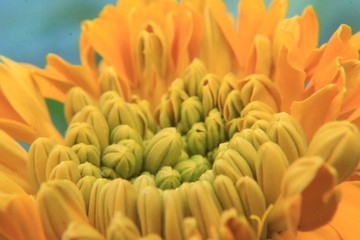 Fototapeta premium Orange marigold macro