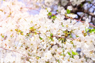 Cherry blossoms tree background