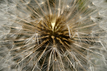 seed's closeup of dandelon