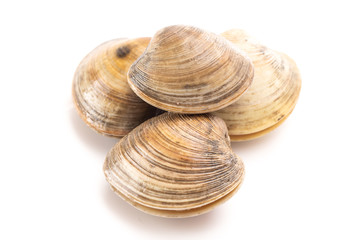 Clams on a White Background