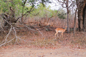 deer in the forest