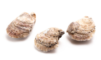 Oysters on a White Background