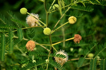 Colorful flower close-up pictures are blooming beautifully.