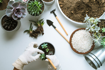 top view of planting succuletns into pot with hands in mitten with copy space